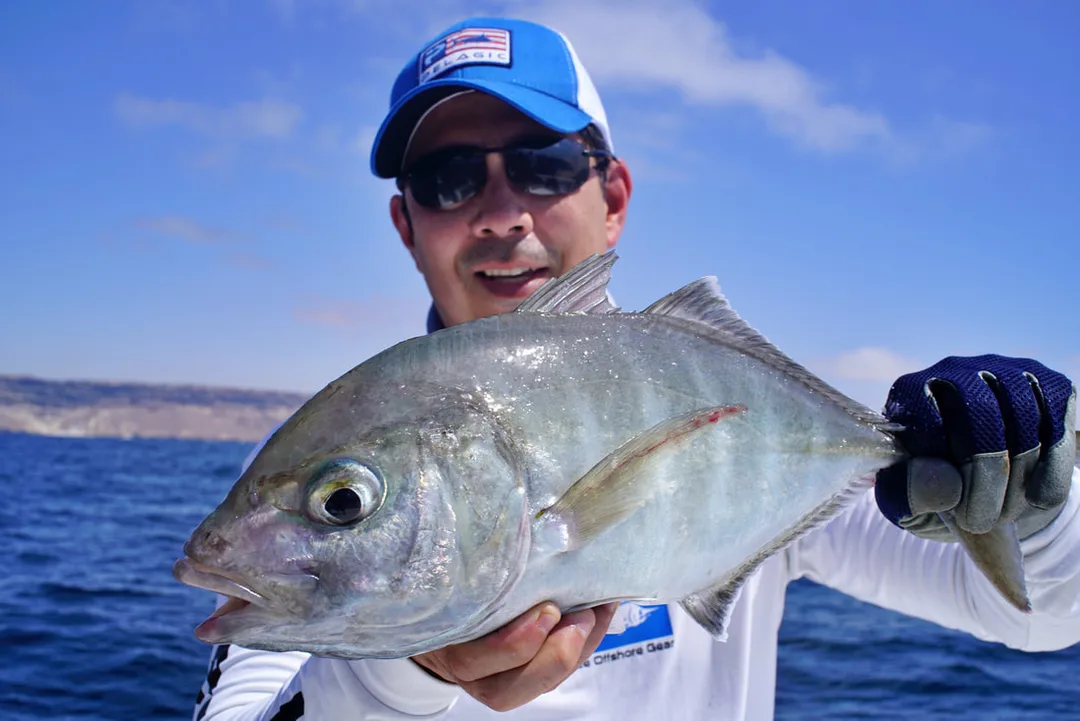 A young Longnose Trevally