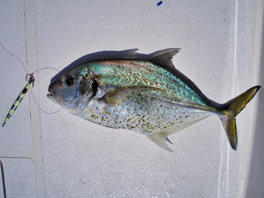 A stunningly colored specimen