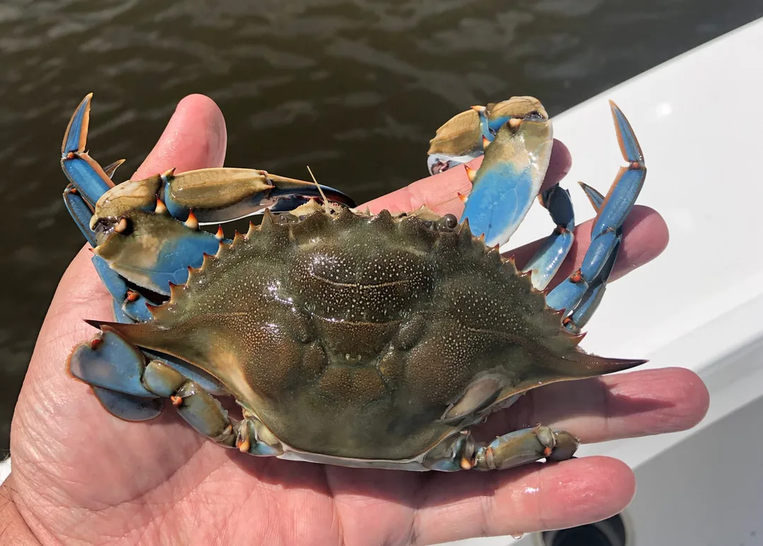 Redfish love Blue Crabs.  Crack the shell and let the scent drift out for the big ones.
