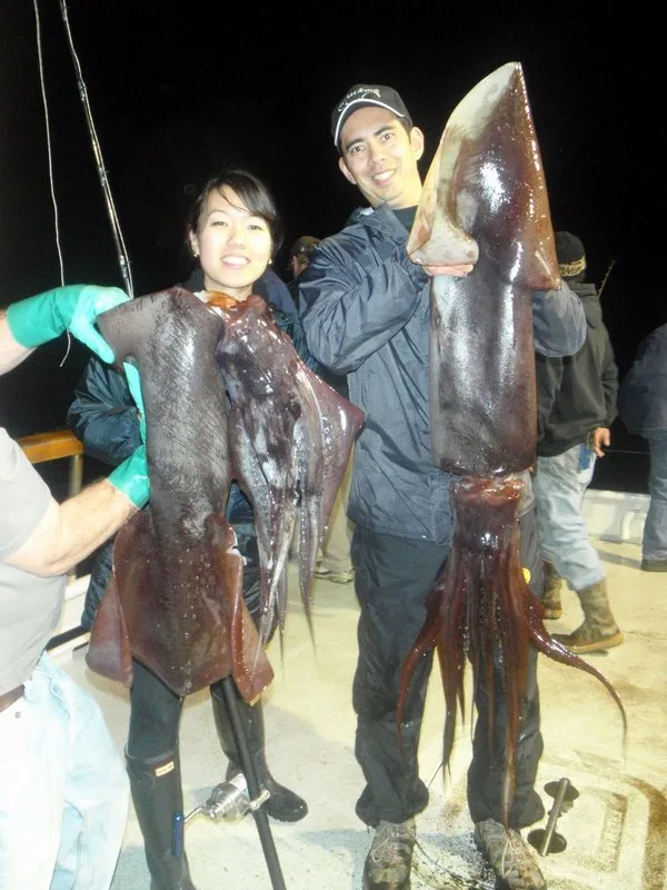 Humboldt squid