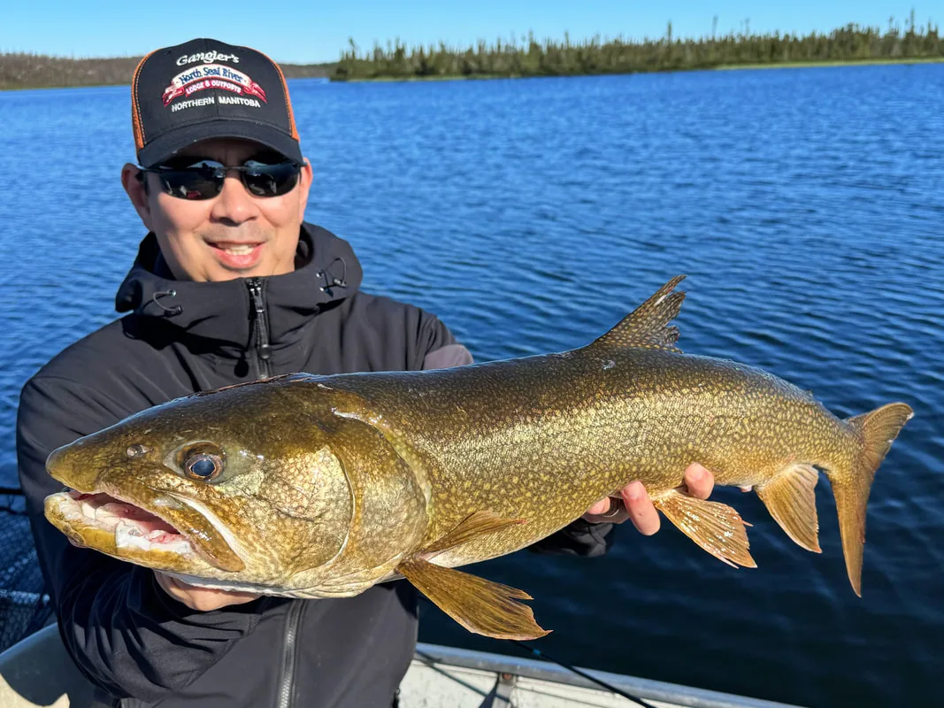 Lake Trout, Manitoba