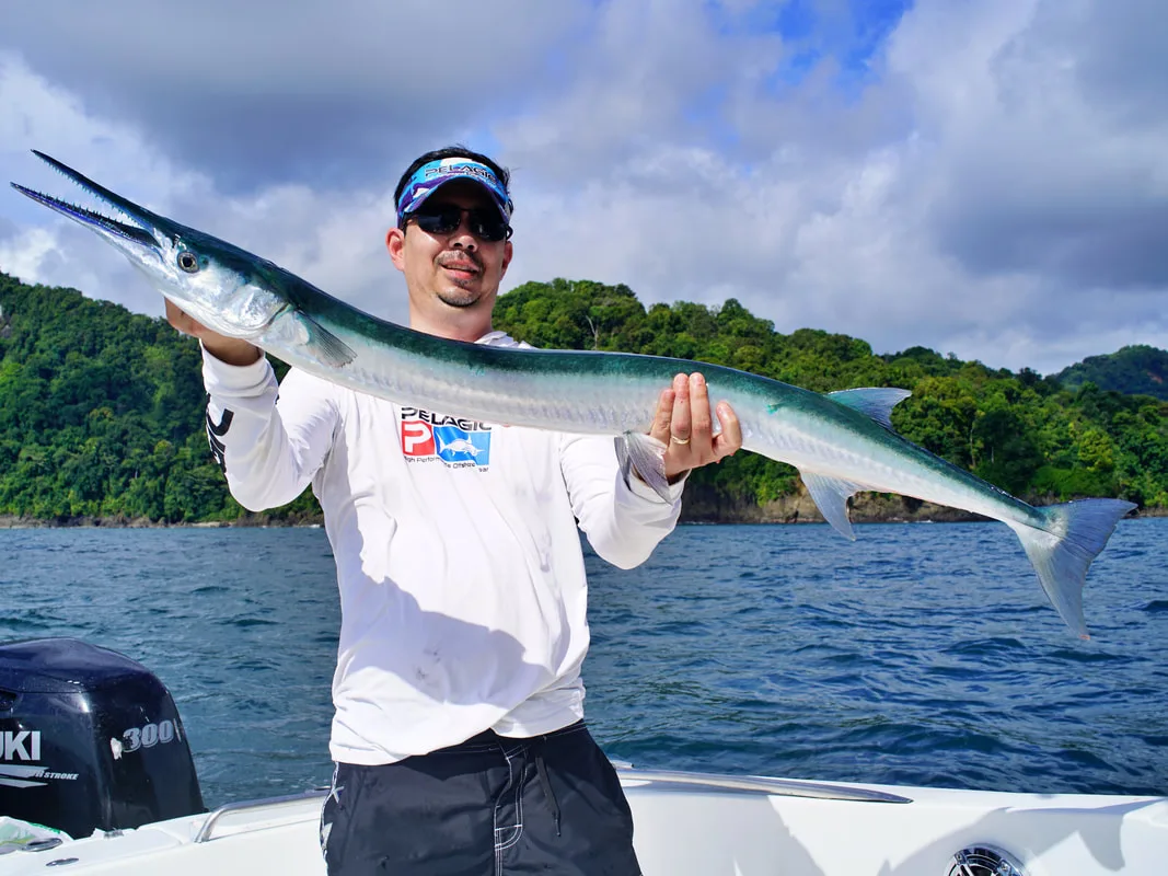 The author's big Needlefish from Bahia Solano, Colombia