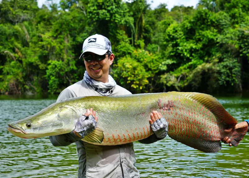 Arapaima caught in Brazil