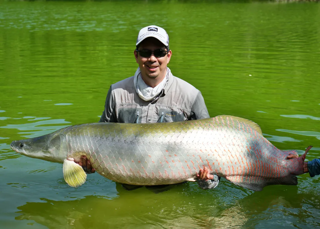 A fat-bellied Arapaima caught on bait