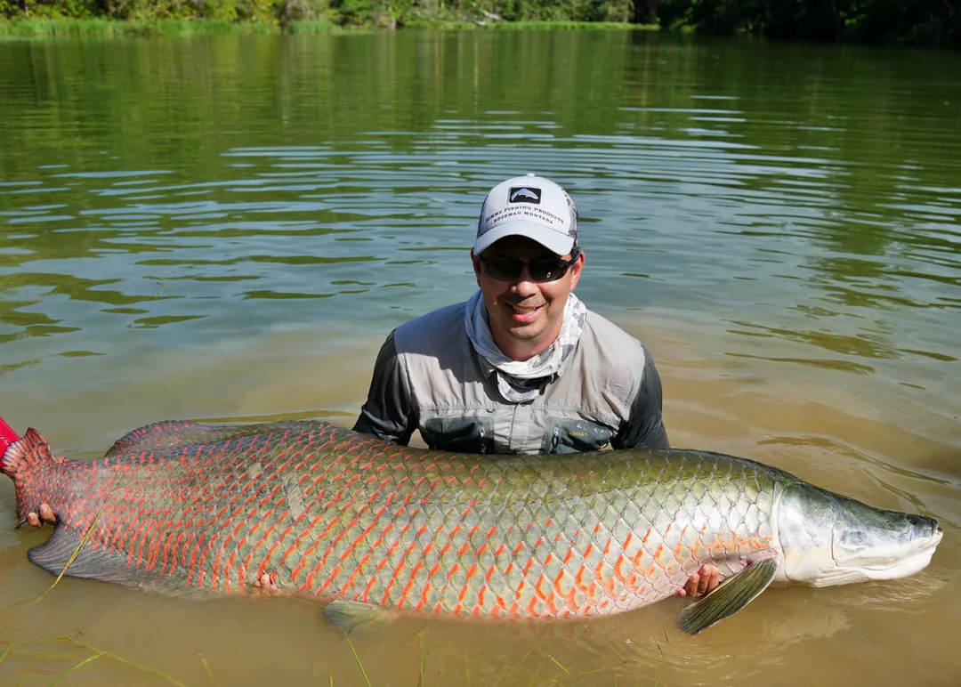 Another large Arapaima caught in Brazil