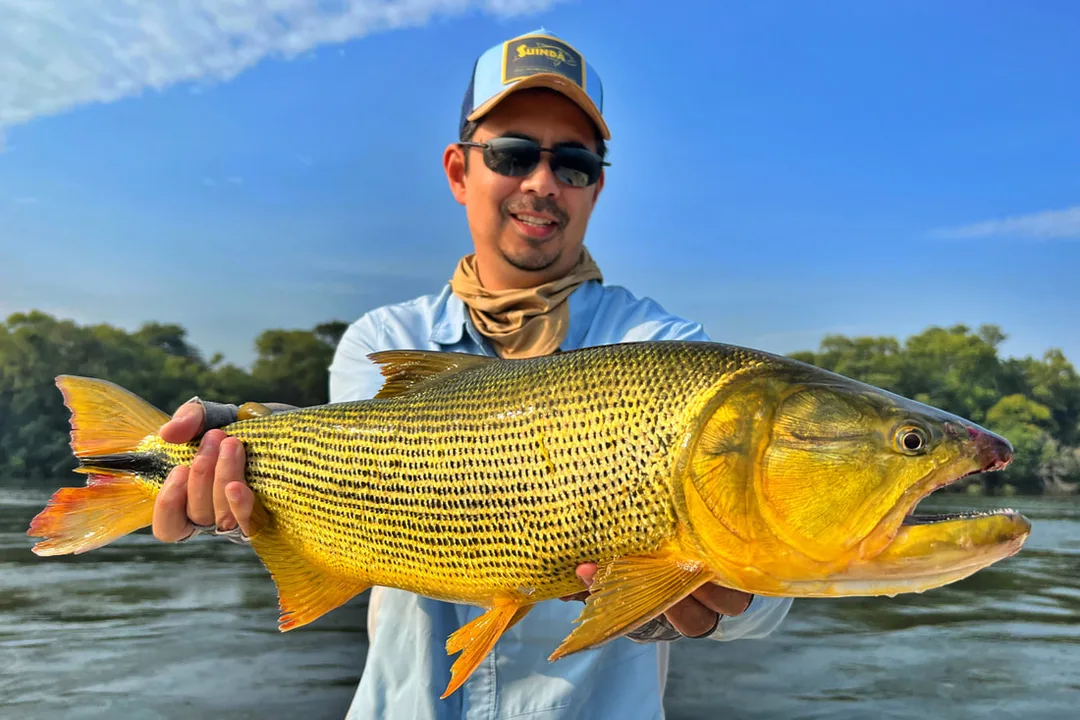 A striking Golden Dorado caught on the Parana River, Argentina