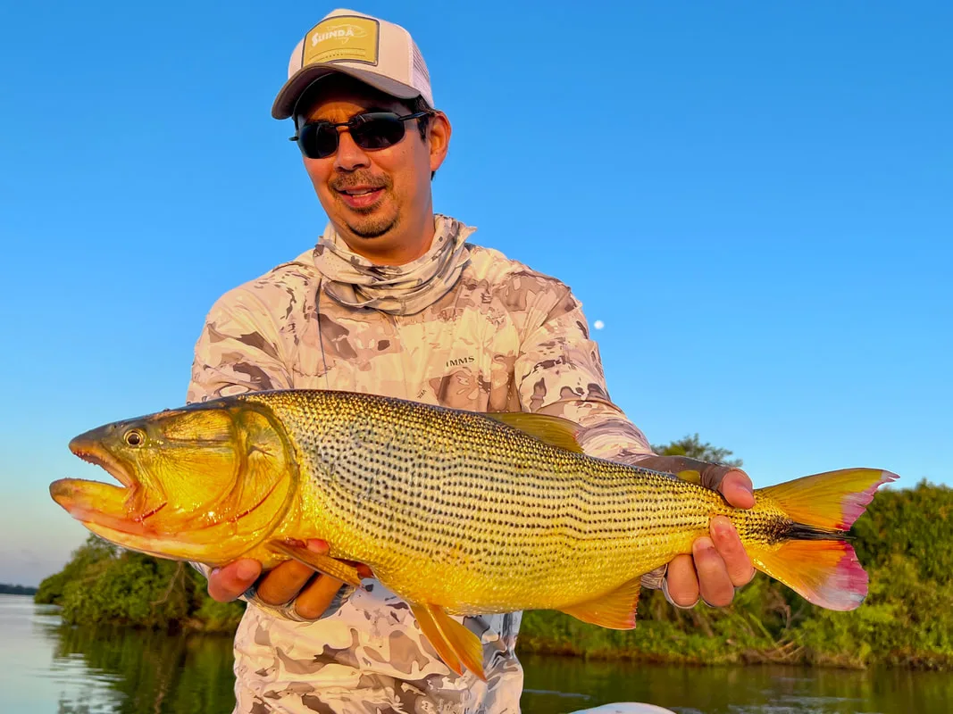 Sunrise Golden Dorado