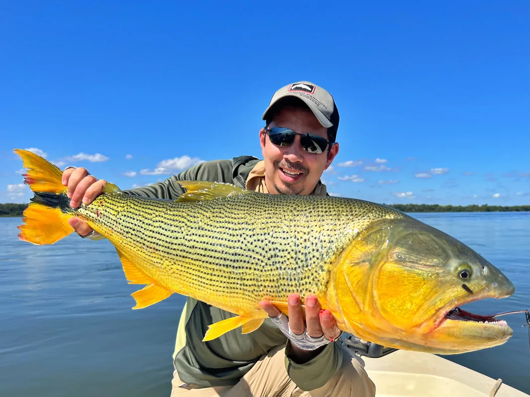 Beautiful Golden Dorado
