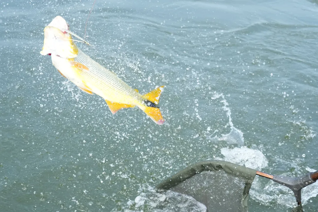 Golden Dorado do not like the look of the net!