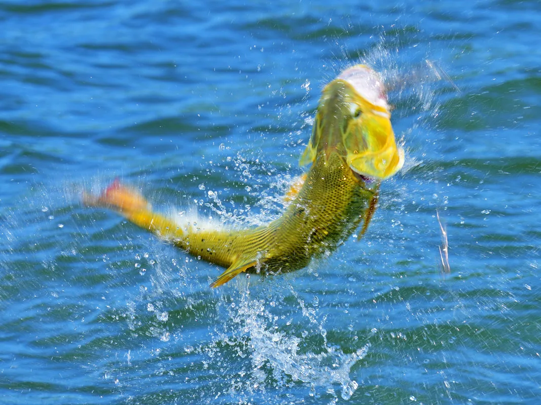 Golden Dorado leaping trying to throw the lure