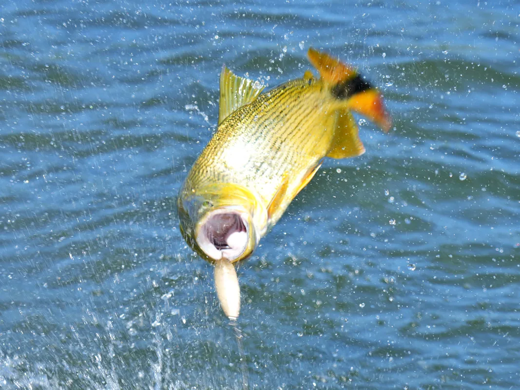 Golden Dorado leaping trying to throw the lure