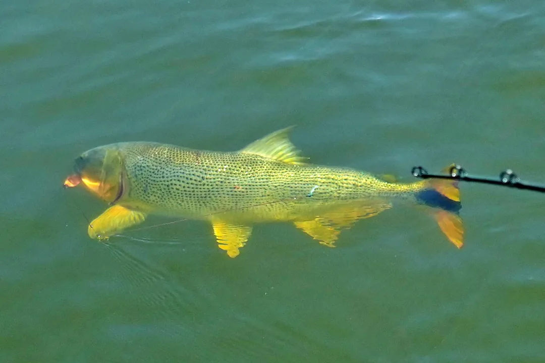 Picture
