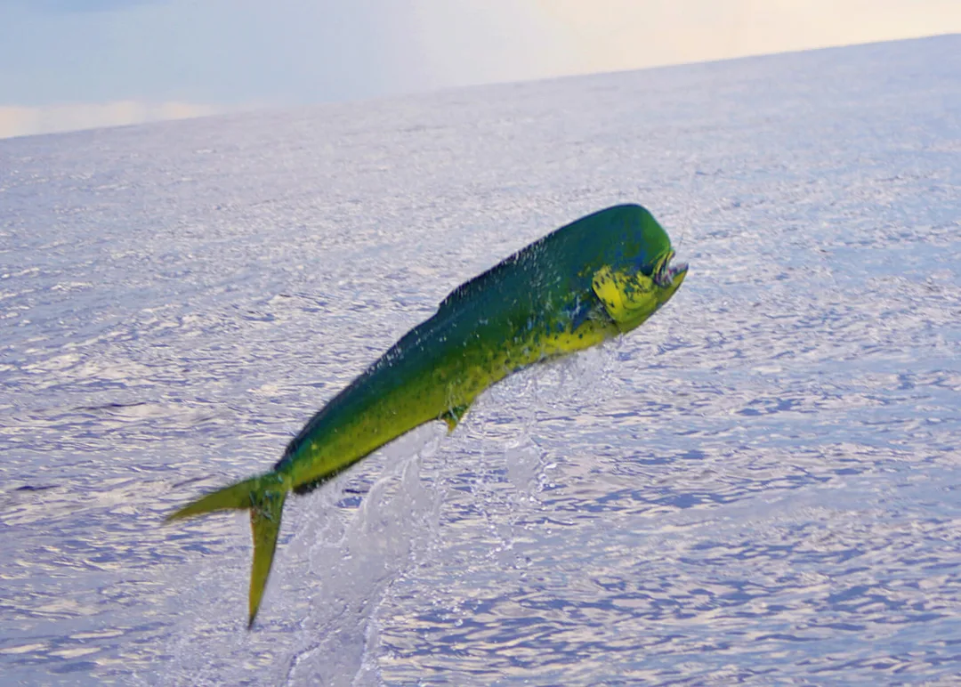 Dorado jumping