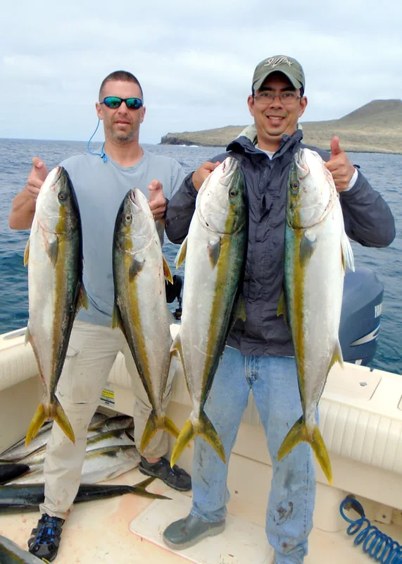 Some of our Yellowtail for the morning.  It was calm in the lee of the island where we took this picture, but it was really rough out where these yellows were