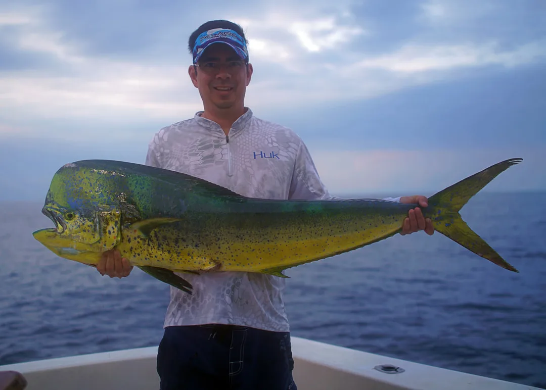 A nice sized Dorado caught on a live goggle eye cast under a floating log offshore from Puerto Jimenez, Costa Rica