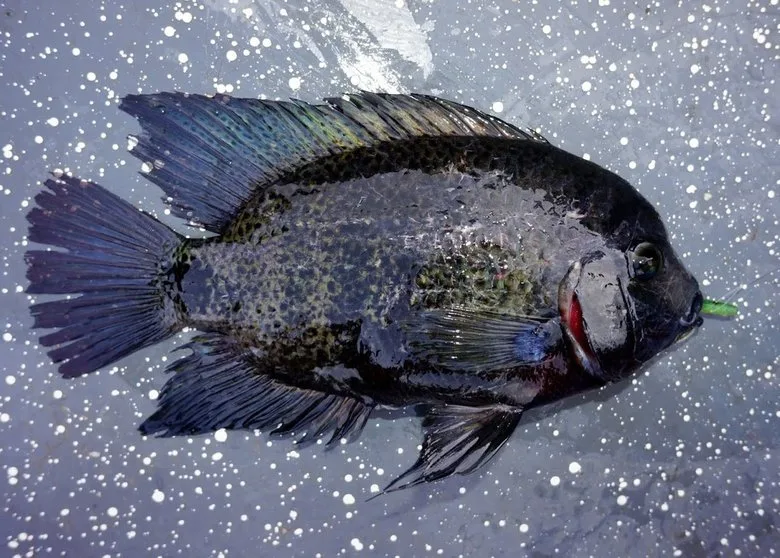 A very dark Black Belt Cichlid