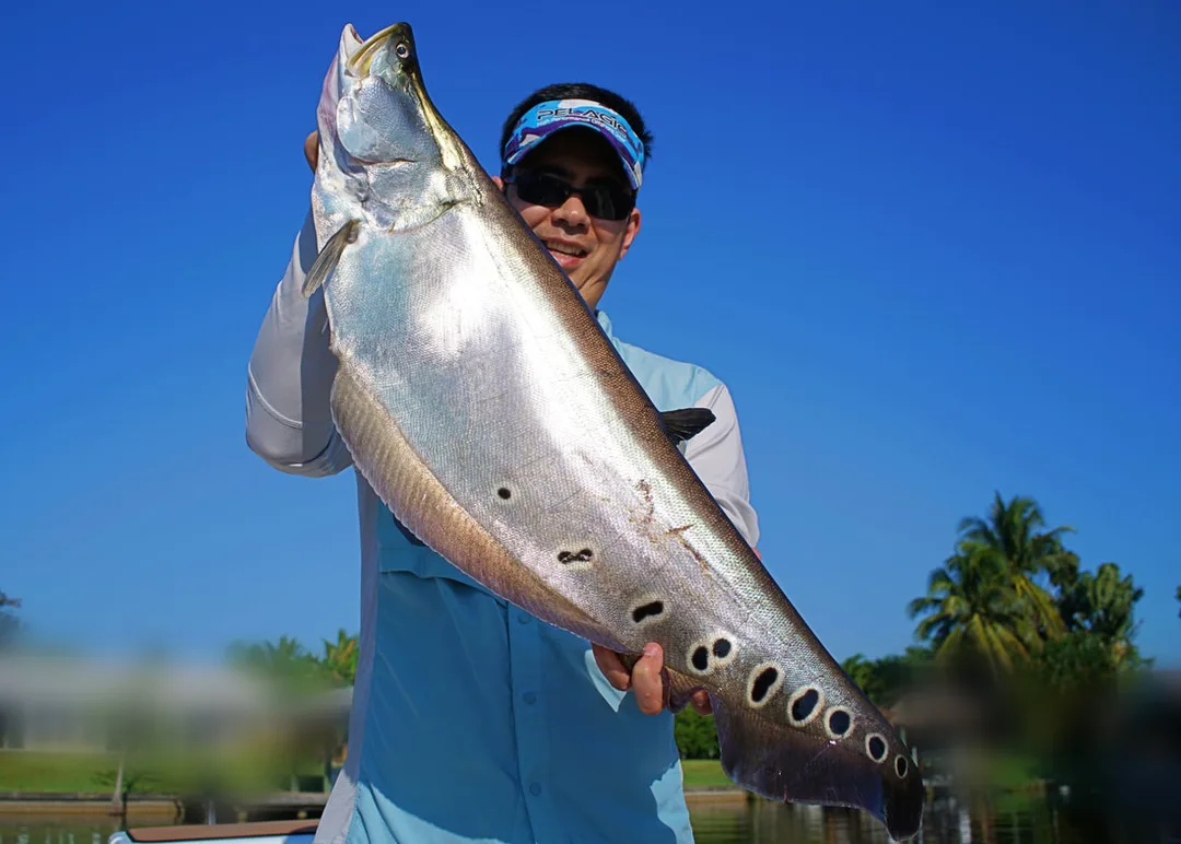 Big Clown Knifefish caught in Lake Ida on a live Shad