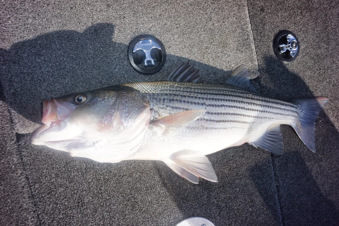 One of the two Stripers the guide caught.  It's never good when the guide catches all the fish.