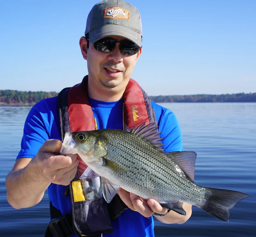 A solid White Bass from Lake O the Pines Texas on a small Crappie jig