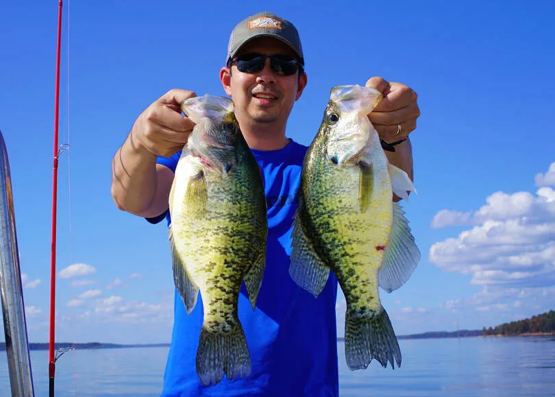 A couple of big White Crappie with good coloration