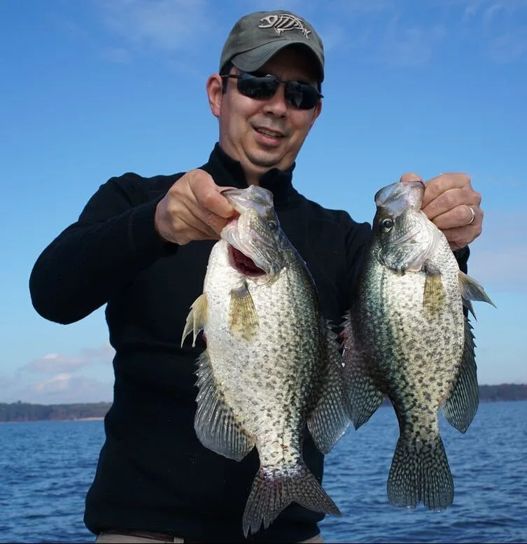 Two more extremely chunky Black Crappie