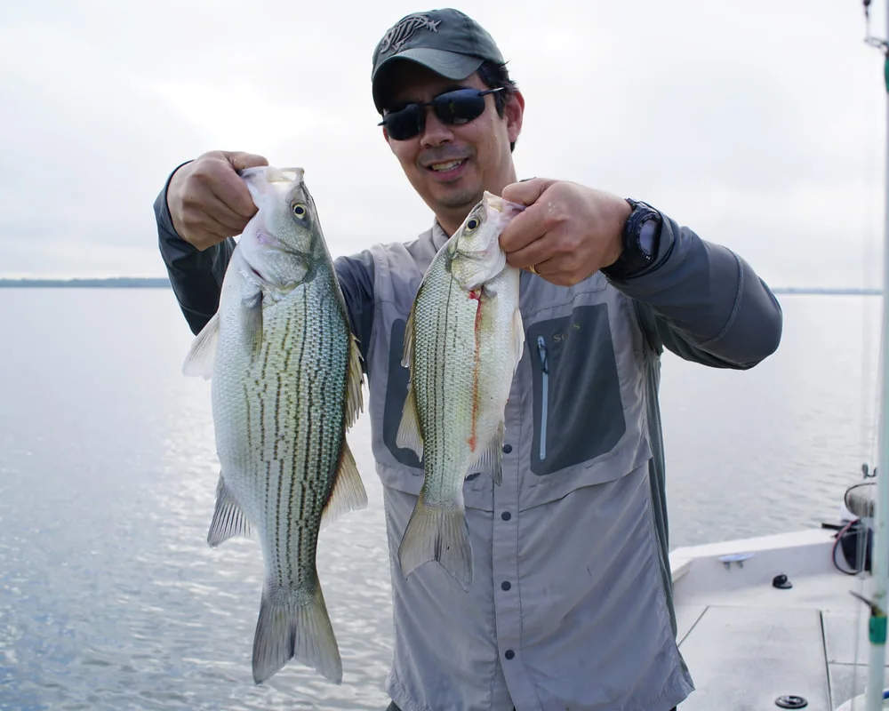 A side by side comparison of a Hybrid and a White Bass.  The Hybrids in the lake are a cross between a Striper mother and a White Bass father