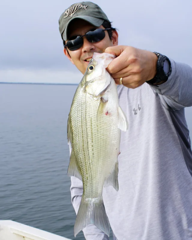 White Bass caught on a live Shad in Lake Tawakoni, Texas