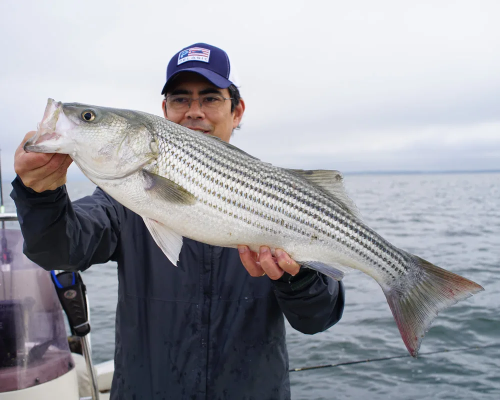 A solid Striper caught on Lake Tawakoni, Texas