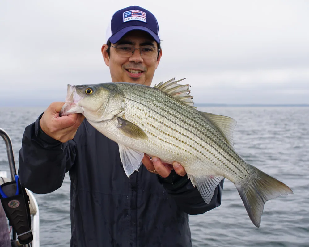 Hybrid Striped Bass caught on Lake Tawakoni, Texas