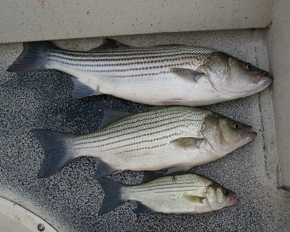 All three together: Striper, Hybrid, and White Bass all caught within minutes of each other on Lake Tawakoni, Texas