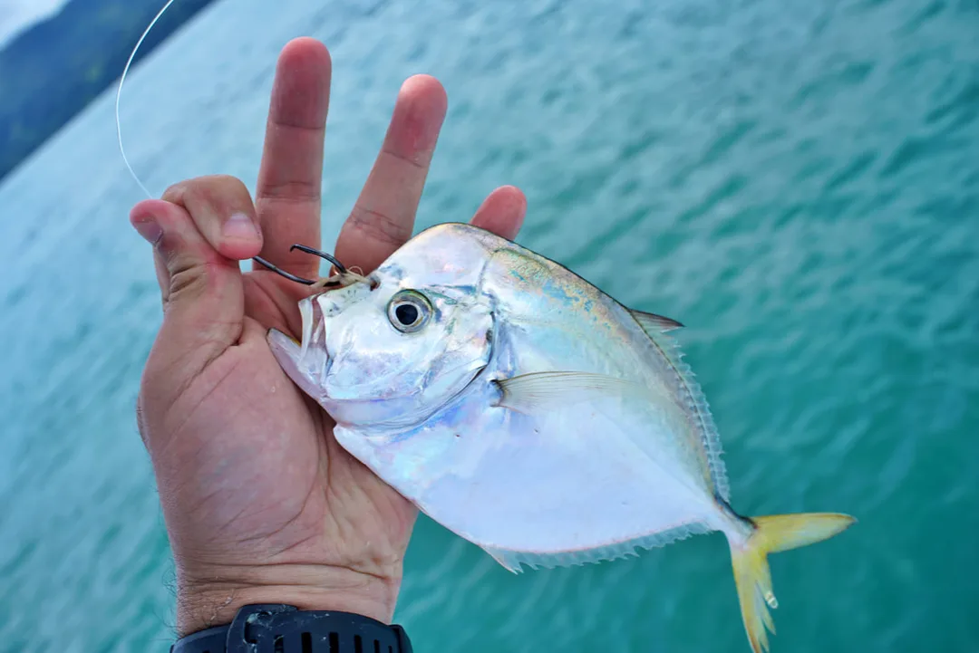 Lookdowns are a hardy bait that big Roosters will happily chomp on.