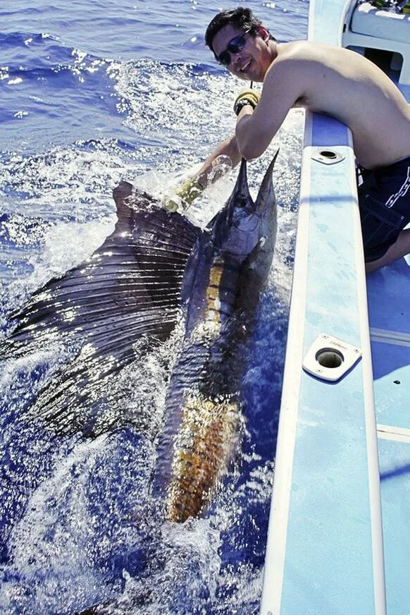 Pacific Sailfish caught in Quepos, Costa Rica on a ballyhoo