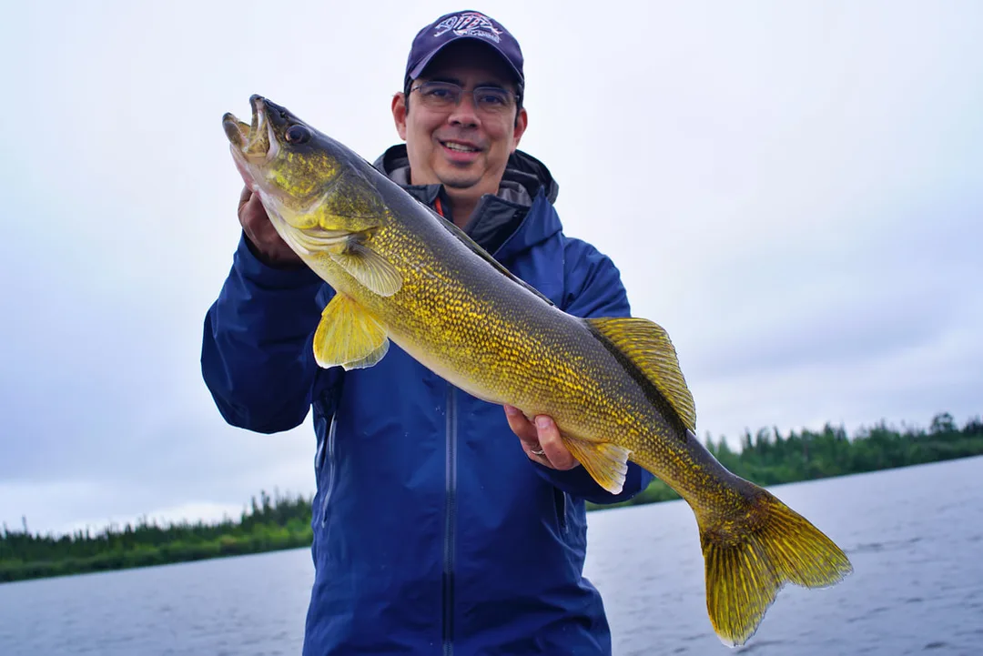 God's Lake Walleye