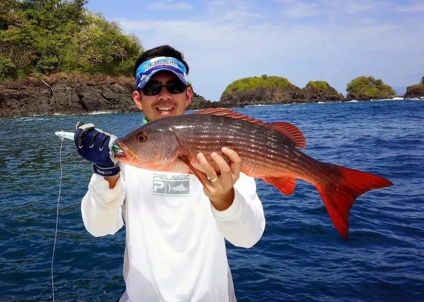 A beautifully colored medium-sized specimen caught casting a surface iron lure over the rocks in Panama.