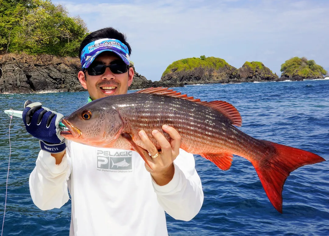 Mullet Snapper caught in Panama