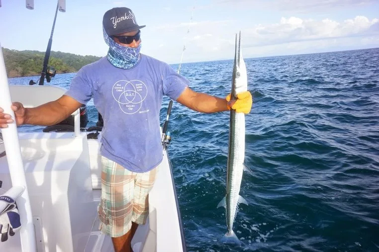 Rarely are Giant Needlefish the target species, and sometimes they can tear up baits meant for other audiences.