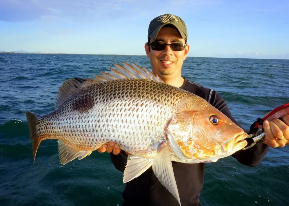 The author's largest Golden Snapper (Fingermark), caught on a Gulp Plastic near Ayr, Australia.