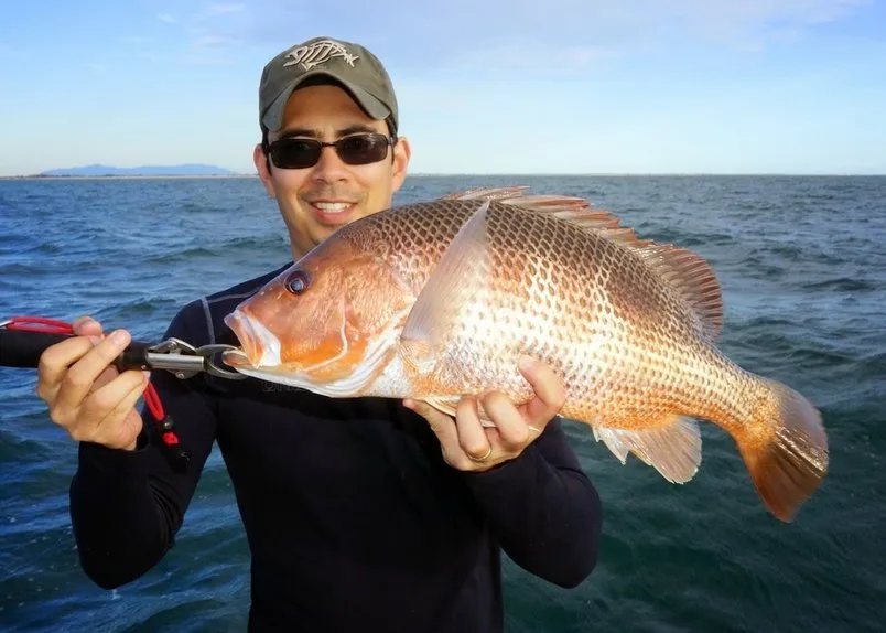 This Golden Snapper (Fingermark) was caught near the mouth of a river near Ayr, Australia.