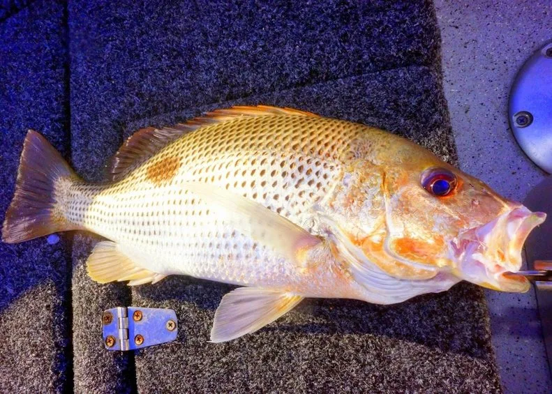 An average size Golden Snapper (Fingermark) taken while bottom fishing.