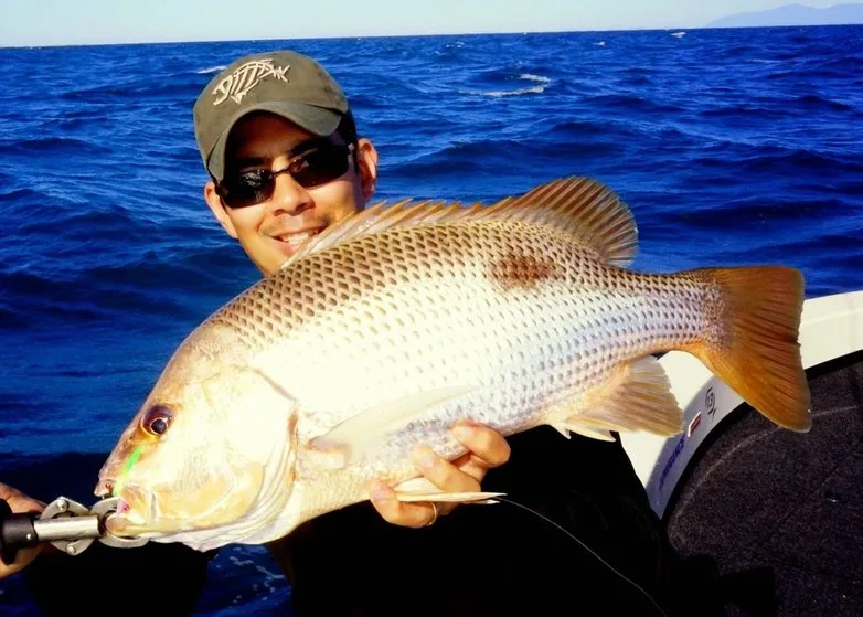 This healthy Golden Snapper (Fingermark) fell for a soft plastic cast and retrieved near an inshore reef.