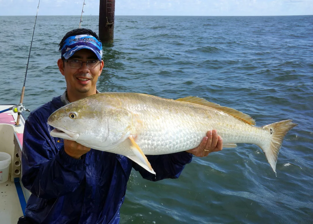 This big Redfish shows almost no reddish coloration
