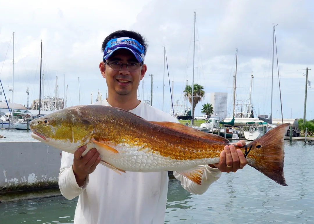 A good example of the coppery color that Redfish often exhibit