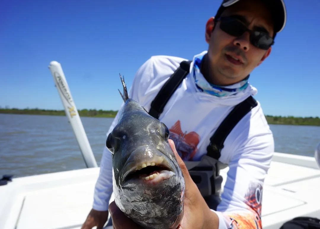 A close up look at a Sheepshead's mouth.  Perfect for crushing crustaceans.