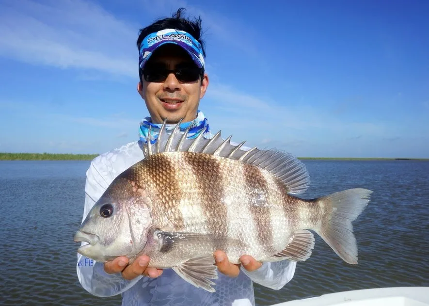 The author's big Sheepshead caught in Venice, Louisiana on a live shrimp