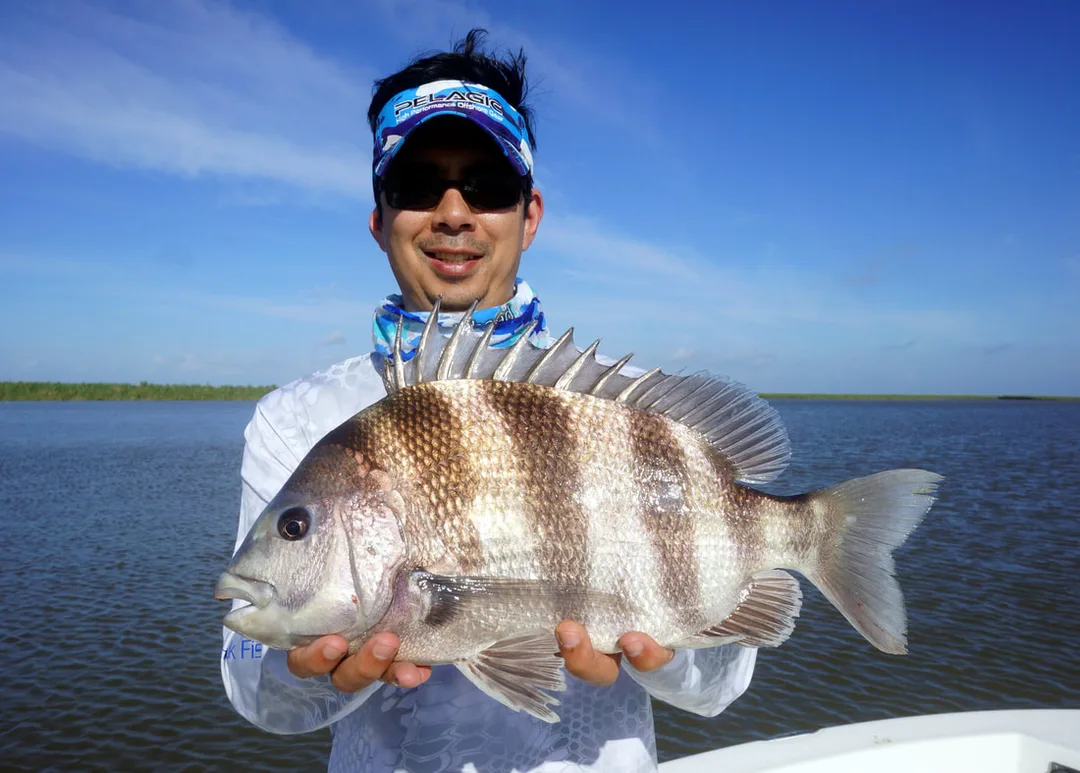 A bruiser of a Sheepshead caught in Venice