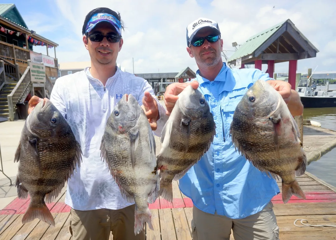 The author and friend Gary with some hefty Sheepshead caught in Venice, Louisiana on shrimp.  These ones headed to the frying pan.
