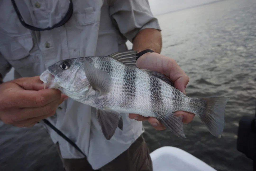 Juvenile Black Drum have vertical bars that fade as they age.  This one was caught in Lake Calcasieu, Louisiana.