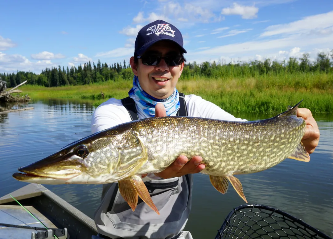 Northern Pike from the Aniak River, Alaska