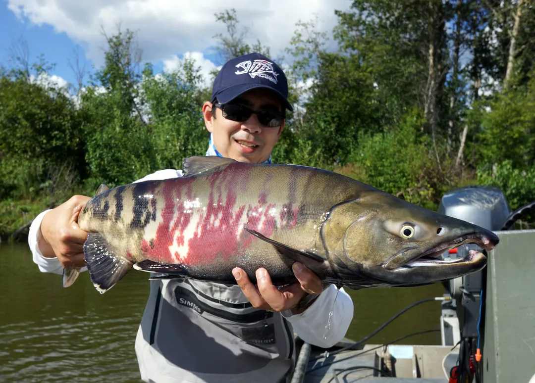 Chum Salmon on Aniak River