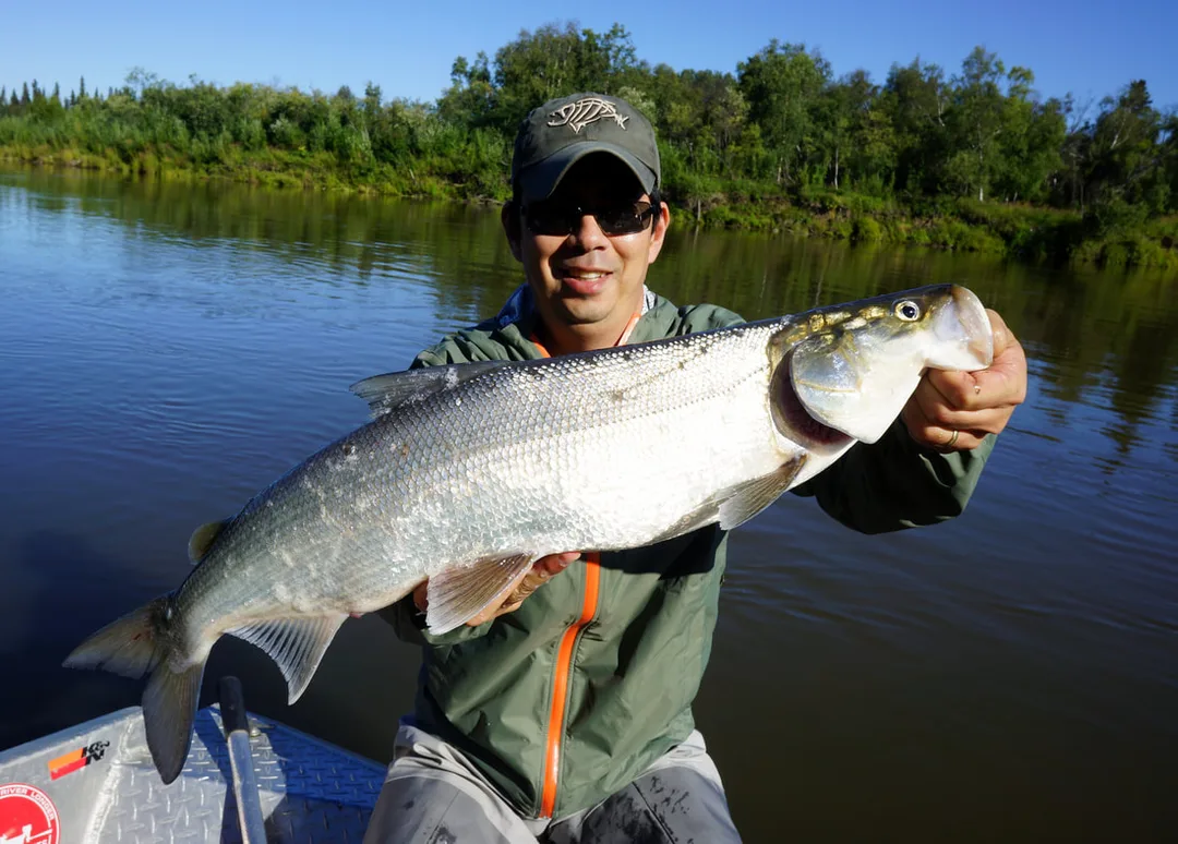 Sheefish